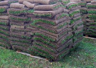 Sod Installation