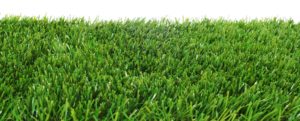 zoysiagrass