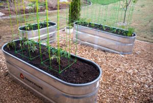 GSTN Container Garden